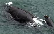 Baleia e filhote aparecem na Praia de Ipanema