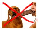 Ingestão de chocolate traz riscos à saúde dos cães