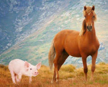 O Cavalo e o Porco  