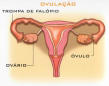 Novo teste de ovulação aumenta chances de gravidez