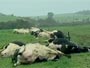 Raio causa morte de 21 vacas
